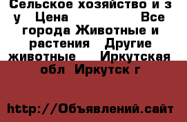 Сельское хозяйство и з/у › Цена ­ 2 500 000 - Все города Животные и растения » Другие животные   . Иркутская обл.,Иркутск г.